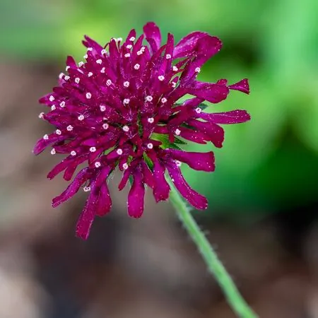 Knautia macedonica 1