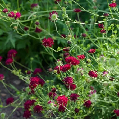 Knautia macedonica 2