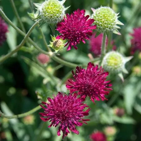 Knautia macedonica 4