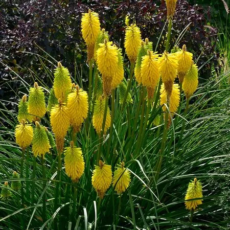 Kniphofia Bees Lemon 1