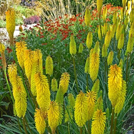 Kniphofia Bees Lemon  2