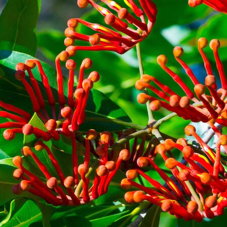Lonicera Mandarin 1