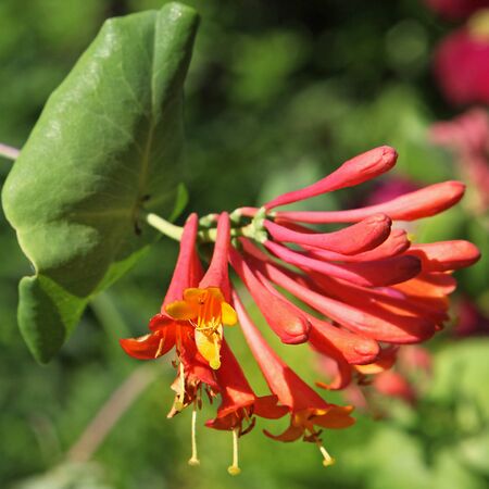 Lonicera Mandarin 2