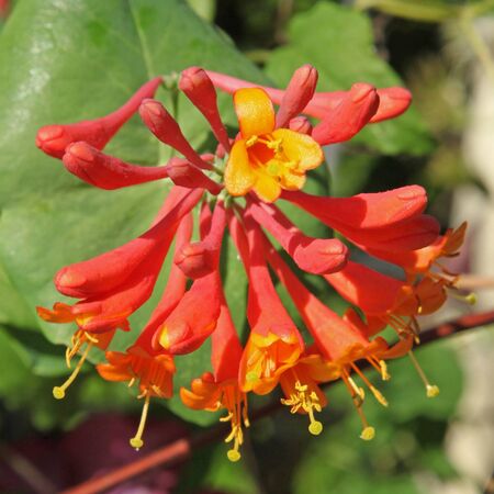 Lonicera Mandarin 3