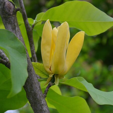 Magnolia Yellow Bird 1