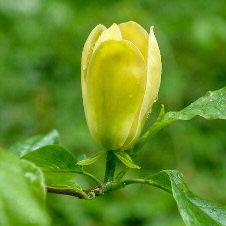 Magnolia Yellow Bird 2