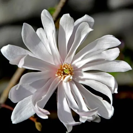 Magnolia stellata 1
