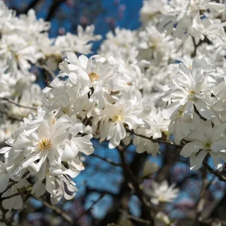 Magnolia stellata 3