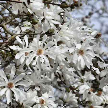 Magnolia stellata 5