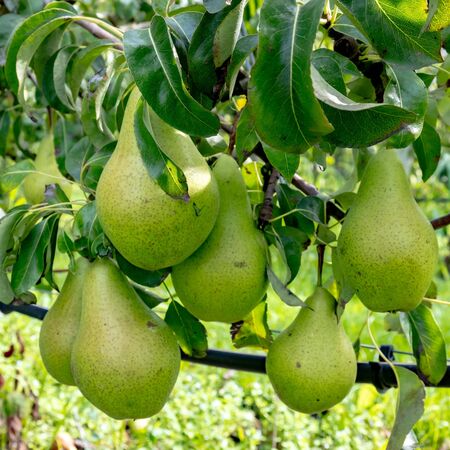 Pear TREE Concorde 1