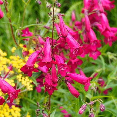 Penstemon Andenken Friedrich Hahn 1