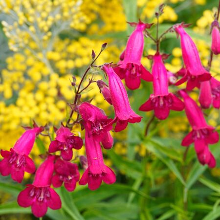 Penstemon Andenken Friedrich Hahn 2