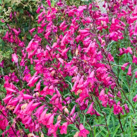 Penstemon Andenken Friedrich Hahn 3