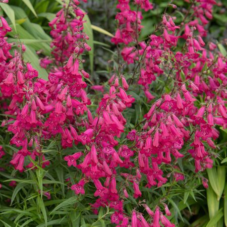 Penstemon Andenken Friedrich Hahn 4