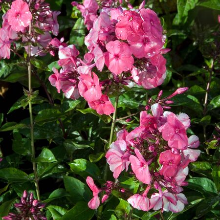 Phlox Tenor 1