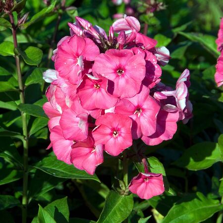 Phlox Tenor 2