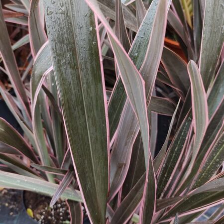Phormium Pink Stripe 1