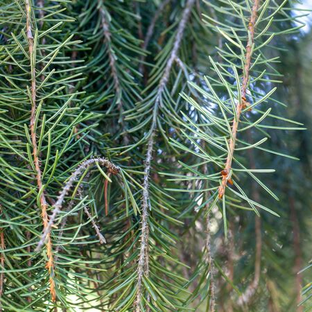 Picea breweriana 1