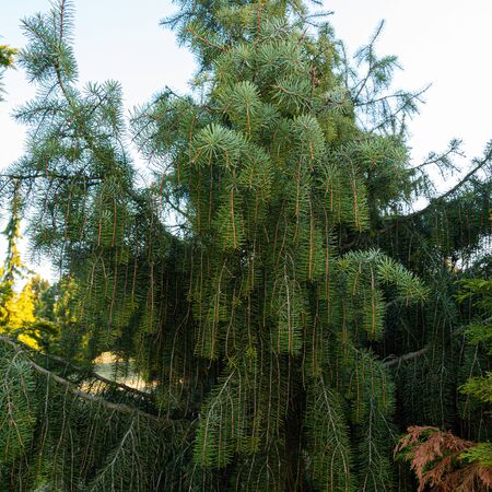 Picea breweriana 2