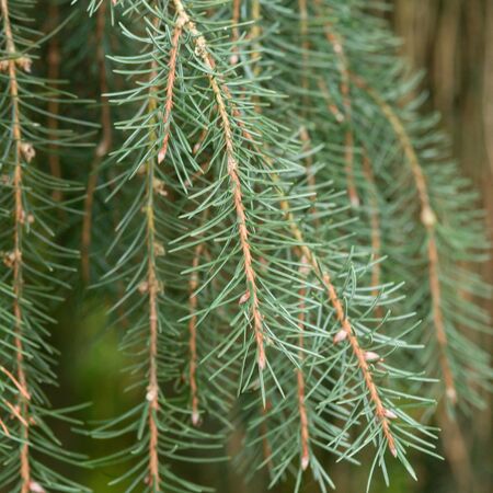 Picea breweriana 3