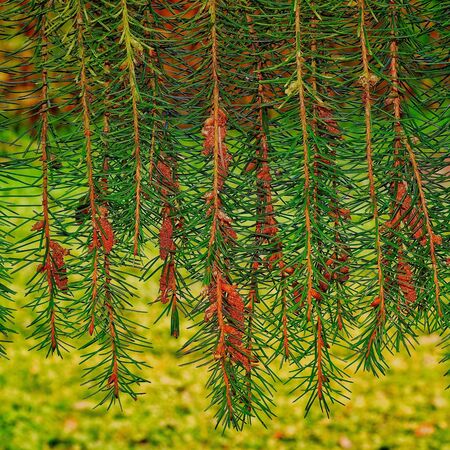 Picea breweriana 4
