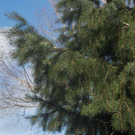 Picea breweriana 5