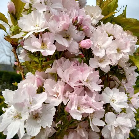 Prunus Amanogawa 1