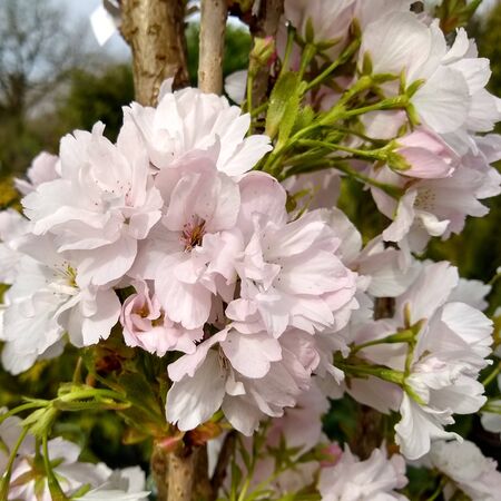 Prunus Amanogawa 3
