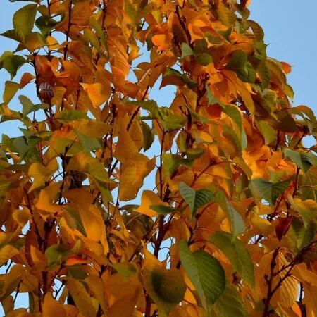 Prunus Amanogawa 4