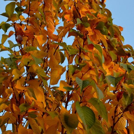 Prunus Amanogawa 4