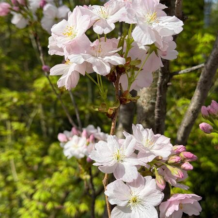 Prunus Amanogawa 5
