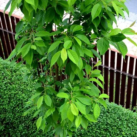 Prunus Amanogawa 6