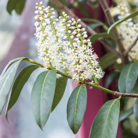 Prunus Lusitanica 1 AS