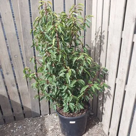 Prunus Lusitanica 80-100cm 1 OP