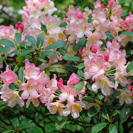 Rhododendron Percy Wiseman 1