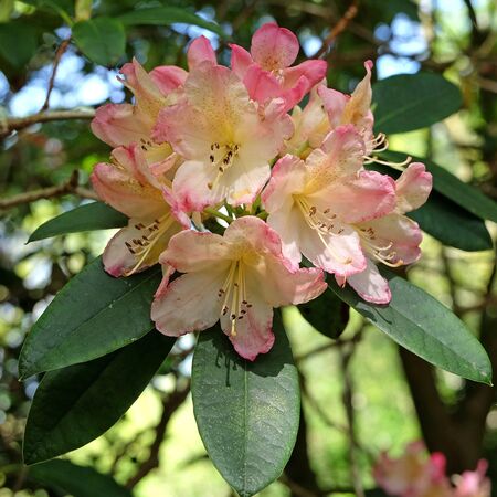 Rhododendron Percy Wiseman 2