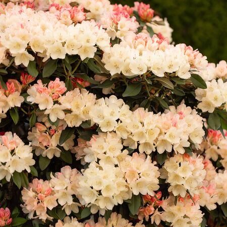 Rhododendron Percy Wiseman 3