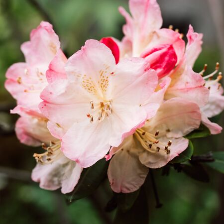 Rhododendron Percy Wiseman 4