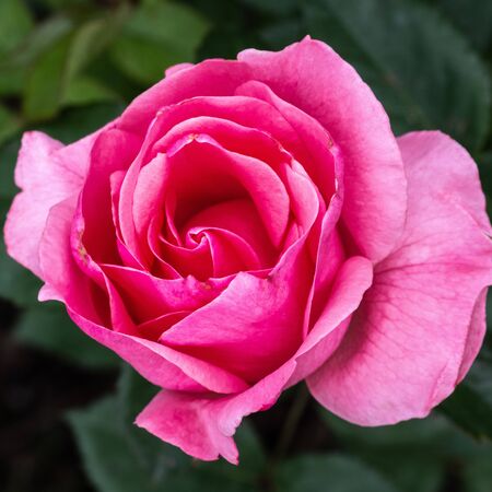 Rosa Queen Elizabeth 1