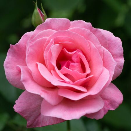 Rosa Queen Elizabeth 2