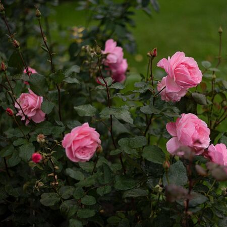 Rosa Queen Elizabeth 3