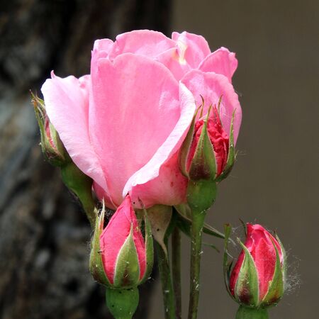 Rosa Queen Elizabeth 5