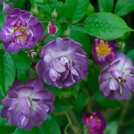 Rosa Veilchenblau 1