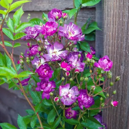Rosa Veilchenblau 2