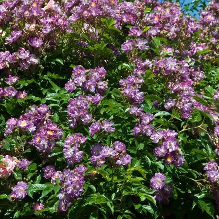 Rosa Veilchenblau 3