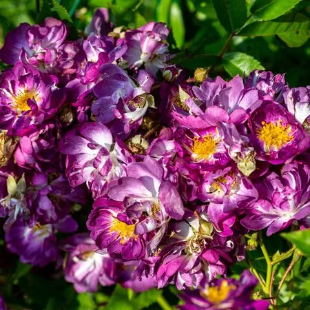 Rosa Veilchenblau 4