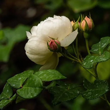 Rosa William and Catherine 2