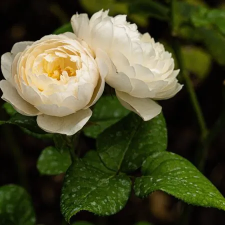 Rosa William and Catherine 3