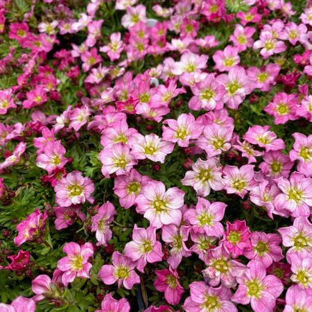 Saxifrage Alpino Early Rose 1