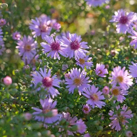 Symphyotrichum Coombe Fishacre 1